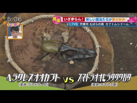 世紀の大勝負？！ヘラクレスオオカブトvsスマトラオオヒラタクワガタ