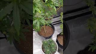 Update new lights