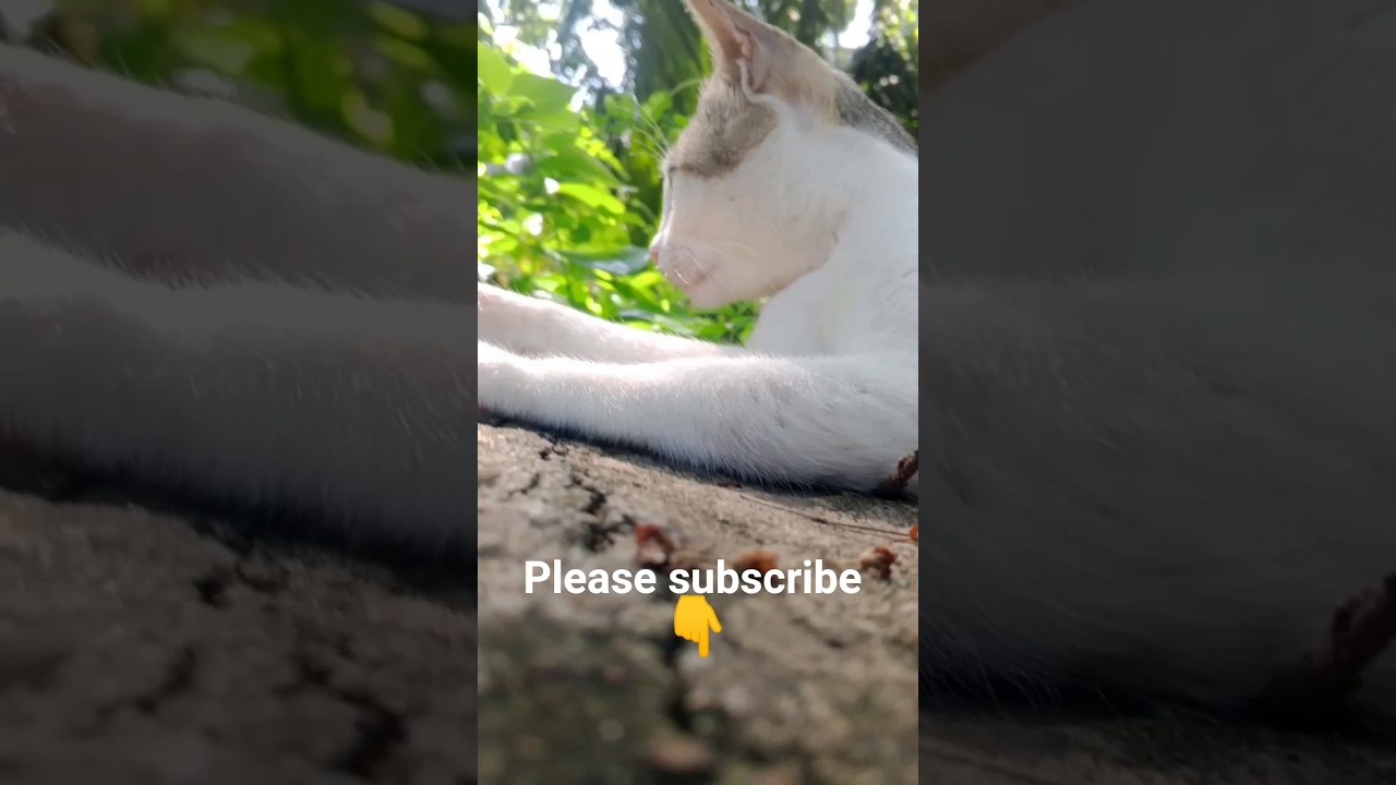 #viralvideo #shortsvideo  #tendingvideo #cat