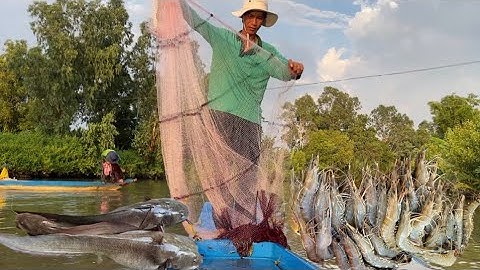 Nước rút đi chài trên sông được một chài ba ❤️bốn con tôm sú bự thấy ham và cá ngát (CHCM)