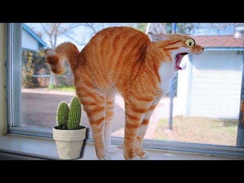 Видео: Попробуй не засмеяться 😂 Новые смешные видео с кошками и собаками 😹🐶 Часть 4