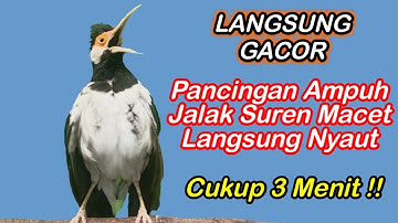 LANGSUNG GACOR !! Pancingan Ampuh Untuk Jalak Suren Macet Biar Mau Bunyi, Cukup Putar 3 Menit