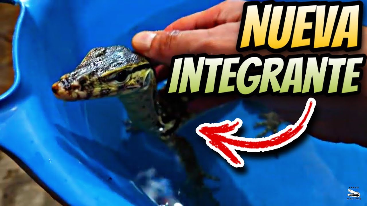 Valkyria Nueva Integrante - YouTube