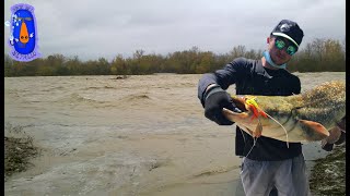 SPINNING AL SILURO, attacchi in diretta ,con la piena