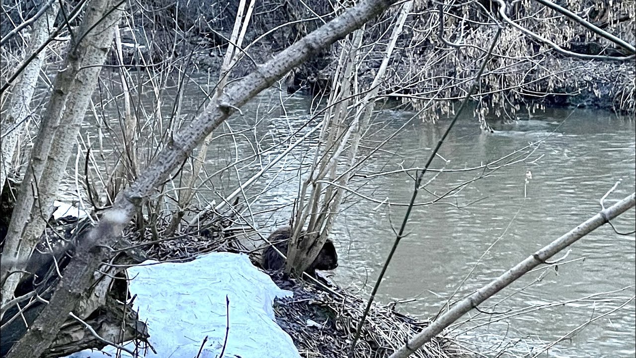 Матвеевский лес. Бобр гуляет - YouTube
