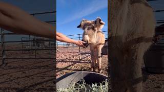 30 Days To Try To Get My Donkey To Love Me. Day 13