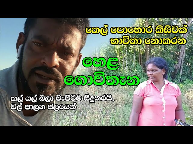 කල් යල් බලා වැපිරීම හෙළ ගොවිතැනයි. ඊශ්‍රායල් ක්‍රමයත් ඒ වගේමයි. ස්වභාවික ගොවිතැන 02 #Naturalfarming