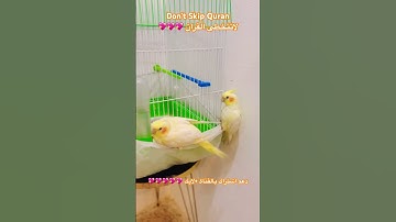 تلاوه عطره من الذكر الحكيم #اكسبلور #cutebird #foryou #birds
