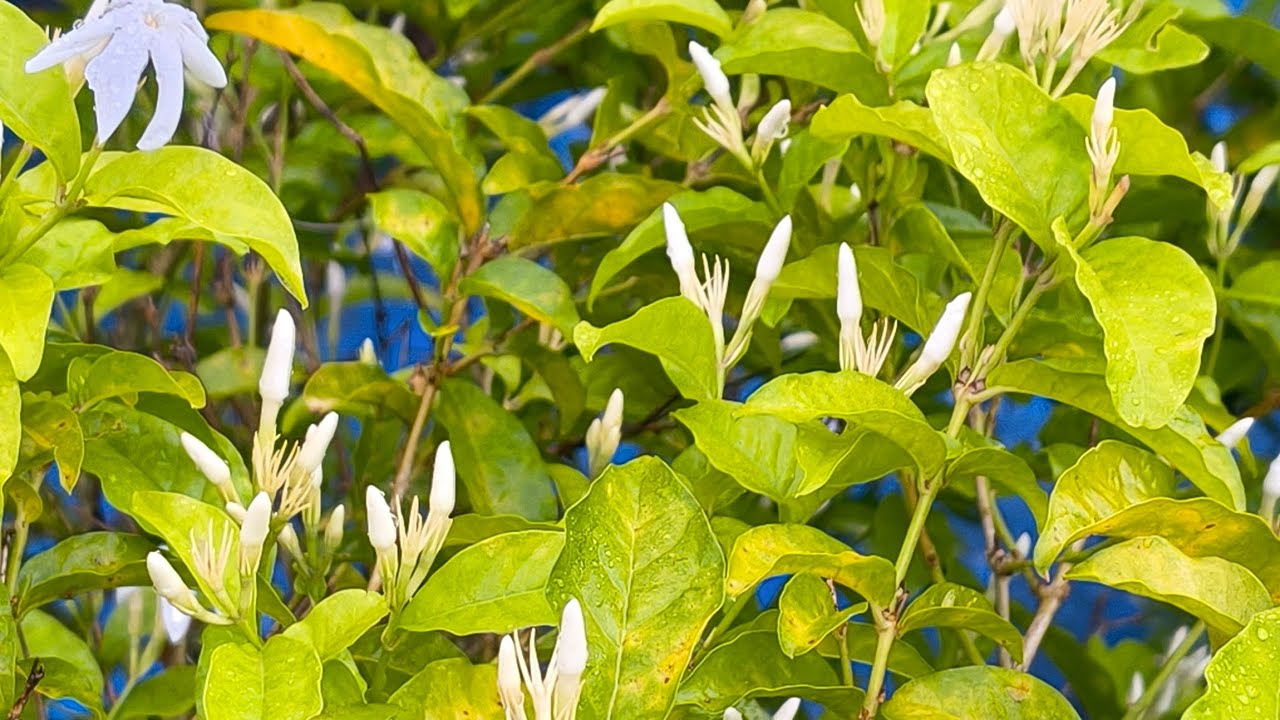 ಮಲ್ಲಿಗೆ ಗಿಡಗಳಿಗೆ ಎಷ್ಟು ನೀರು ಹಾಕಬೇಕು?  ತುಂಬಾ ಚೆನ್ನಾಗಿ ಹೂವು ಆಗಬೇಕಾದರೆ ಗಿಡಗಳಿಗೆ ಎಷ್ಟು ವರ್ಷ ಆಗಬೇಕು?