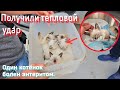 Их везли в закрытом пластиковом контейнере 2 часа 😱/ один котёнок болен/ help save the kittens