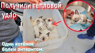 Их везли в закрытом пластиковом контейнере 2 часа / один котёнок болен/ help save the kittens