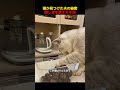 猫が見つけた夫の秘密、隠し金を探す天才猫！#shorts #動物 #ペット