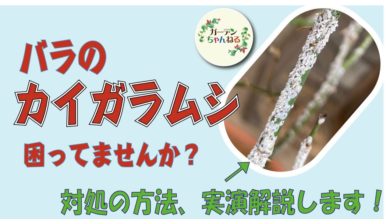 観葉植物に付く嫌な虫 カイガラムシの対処方について解説してみた Youtube