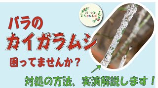 【実演解説】バラのカイガラムシの対処法【枝が真っ白？！】