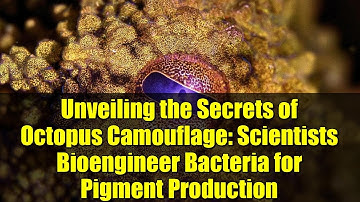 Unveiling the Secrets of Octopus Camouflage: Scientists Bioengineer Bacteria for Pigment Production