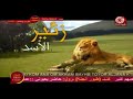 أصوات الحيوانات زئير الأسد طيور الجنة
