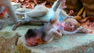 Hey..! what are you doing? Are you hungry for milk? |  Real Angkor Monkey