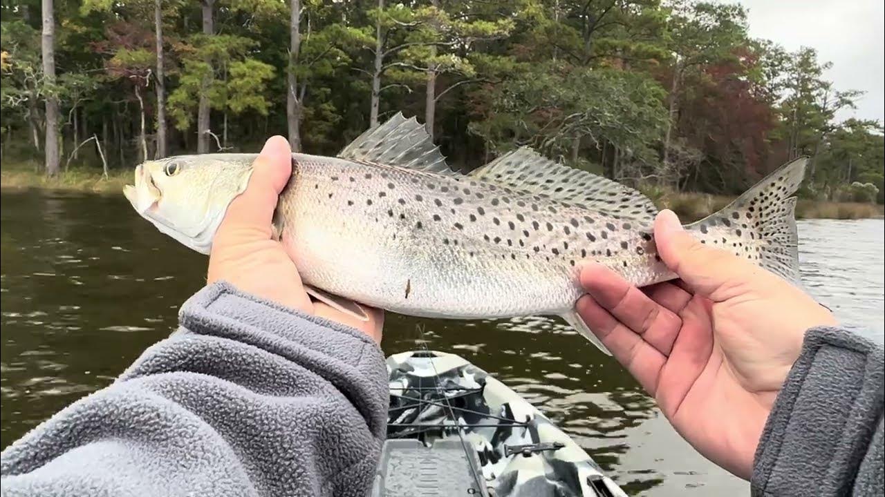Speckled trout smashing the Zman Trout Trick!!!! YouTube