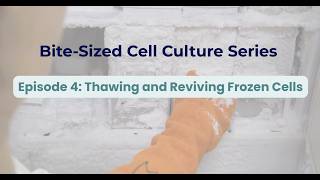 Episode 4 Thawing And Reviving Frozen Cells