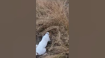 Dog Pakrane Lga th Bhora Teetar (Partridge)