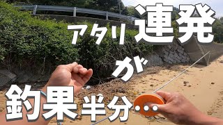 こんなにアタリあるのに針掛しない原因は？鱚キス釣りって難しい…