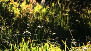 The Fascinating World of Insects Preview