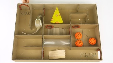 How to Build Creative Labyrinth for Rat