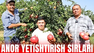 : ANOR YETISHTIRISH SIRLARI 2025, QANCHA DAROMAD QILISH MUMKIN?