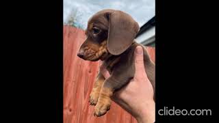 Free puppies for adoption.