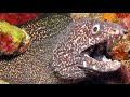 Facts: The Spotted Moray Eel