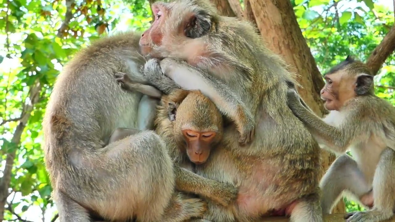Monkey RANY wants to discipline Monkey Menda but Mama Rana protects her