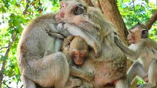 Monkey Rany Wants To Discipline Monkey Menda But Mama Rana Protects Her