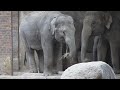Elephant Bao Ngoc,Zoo Leipzig,Zoo Videos Germany,elefant group video