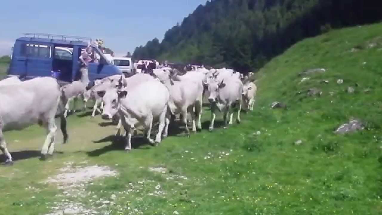 Vidéo Transhumance en Bethmale 2015,l'arrivée des vaches au cirque de campuls