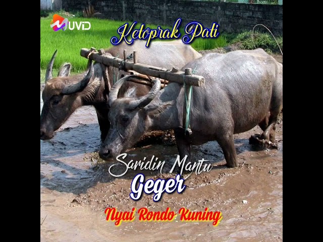 Ketoprak Pati Saridin Mantu/Nyai Rondo Kuning @pandawapituchannel9238 #ketoprak #dagelan #hiburan class=