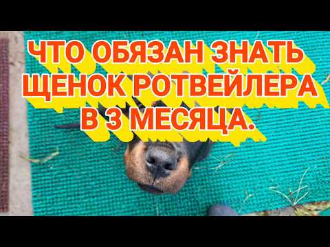 ЧТО ДОЛЖЕН ЗНАТЬ ЩЕНОК РОТВЕЙЛЕРА В ТРИ МЕСЯЦА.дрессировка и воспитание собаки
