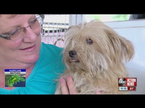 Video: 2 honden gedumpt als afval tijdens de orkaan Matthew worden gered, dankzij de zorgzame buurman