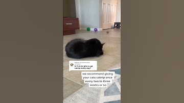 How Often Should You Use Catnip?