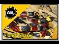 Florida's Snakes : The Python Hunter : AnimalBytesTV