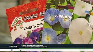 Сначала ты посадишь вьюнок, а потом - вьюнок тебя