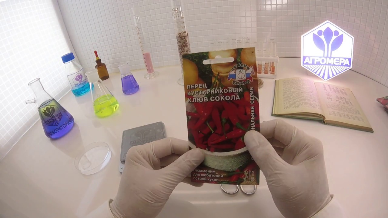 Перец кустарниковый Клюв Сокола. Седек - YouTube