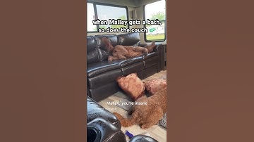 RV Cleaning LIFE HACK! #shorts #dogshorts #funnydogs #cutedog #lifehacks #rv #rvlife #goldendoodle