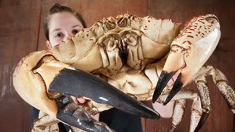 TOP 3 LARGEST CRUSTACEANS IN THE WORLD 2020  ||  TOP3TV  ||  UNDER THE SEA