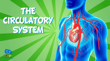 THE CIRCULATORY SYSTEM | Educational Video for Kids.