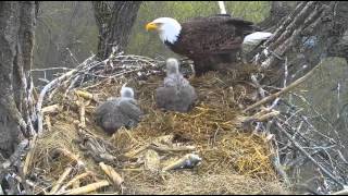 Decorah Eagles-Dad Feeding And Double Poop Shoot lol-4\/20\/16