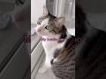 Tooney Is Been Thinking About You Cat Cats Catlovers Catvideos Cutecat Catshorts