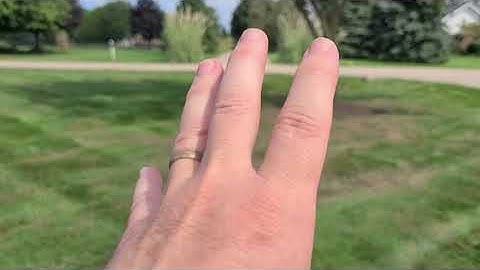 How to find fall armyworms and diagnose damage