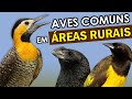 AVES COMUNS em ÁREAS RURAIS | PASSARINHANDO #4 | Pica-paus, anus, pombos e outros passarinhos comuns