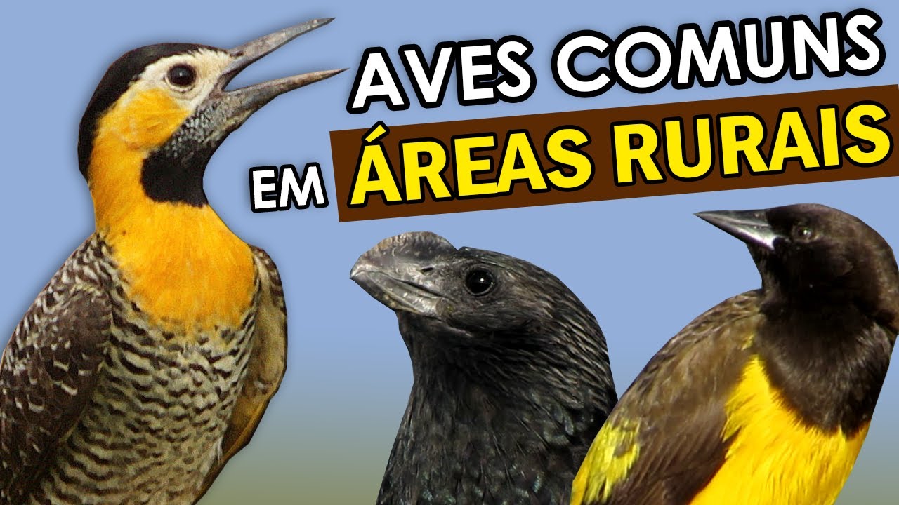 AVES COMUNS em ÁREAS RURAIS | PASSARINHANDO #4 | Pica-paus, anus, pombos e outros passarinhos comuns