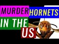 Murder Hornets | Asian Hornets In US - First Sighting In Washington